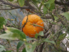 Портокалите - 5