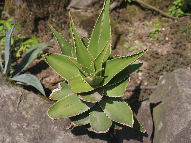 Растения - 2