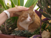 Котките - 6