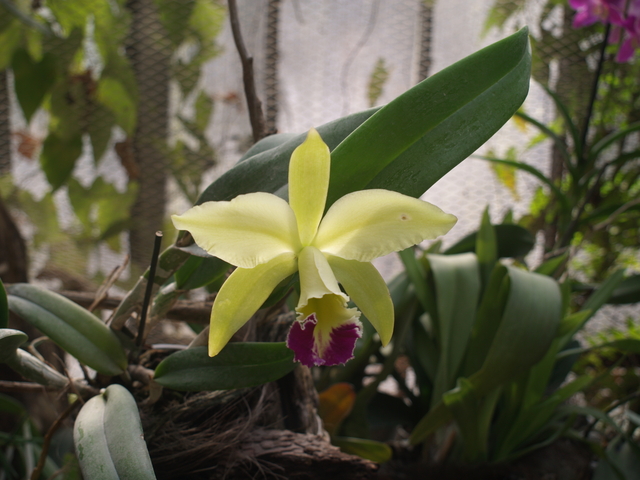 Орхидеи - 1