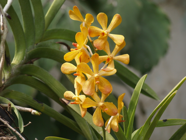 Орхидеи - 2
