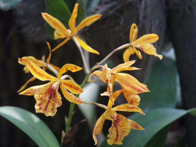 Орхидеи - 3