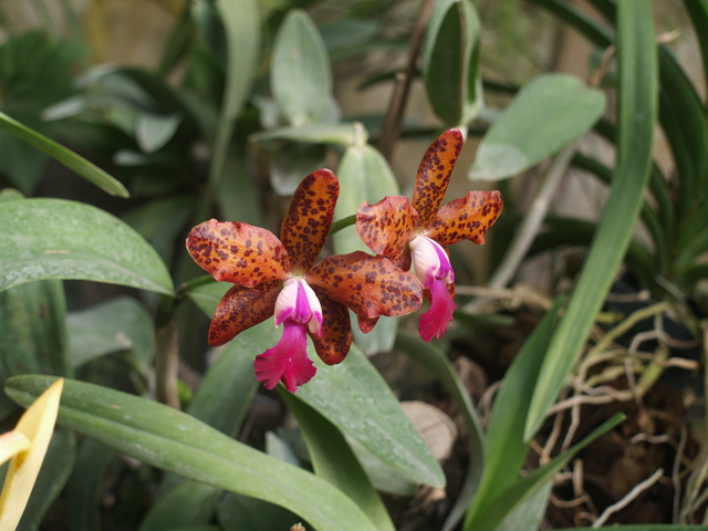 Орхидеи - 4