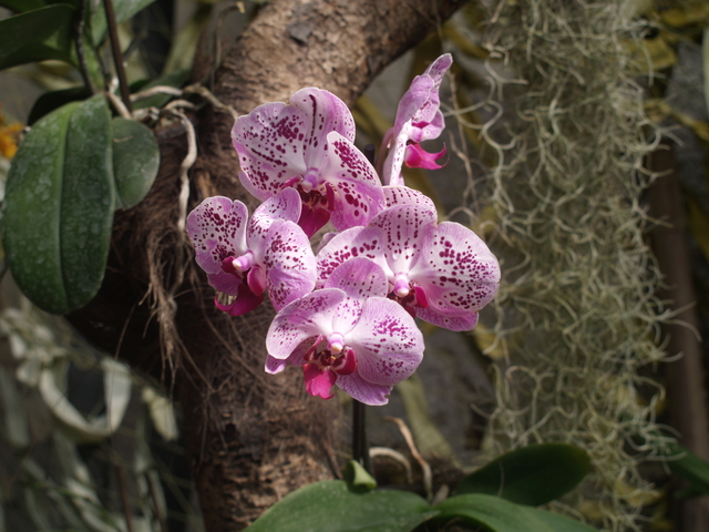 Орхидеи - 5