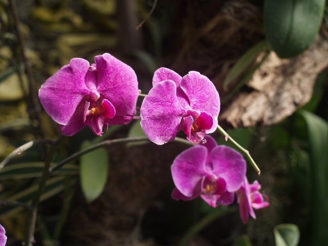 Орхидеи - 9