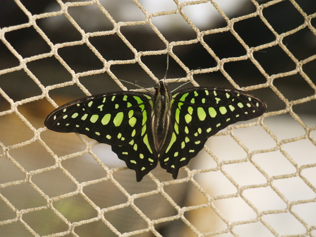 Пеперуди - 7