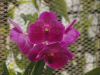 Орхидеи - 7